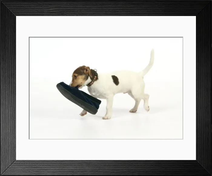 Framed Print : Puppy (Jack Russell) carrying shoe in mouth Framed Print : Puppy (Jack Russell) carrying shoe in mouth