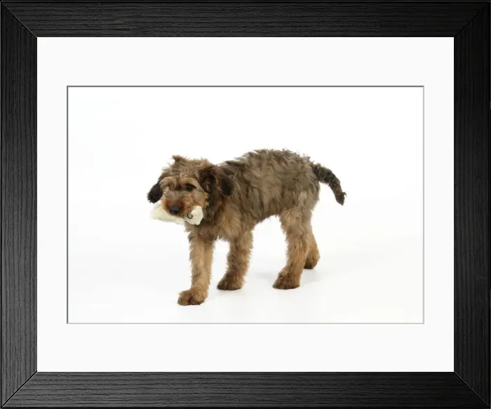 Framed Print : Puppy (Briard) carrying soft toy in mouth Framed Print : Puppy (Briard) carrying soft toy in mouth