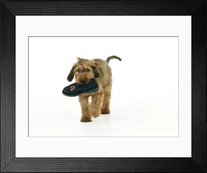 Framed Print : Puppy (Briard) carrying shoe in mouth Framed Print : Puppy (Briard) carrying shoe in mouth