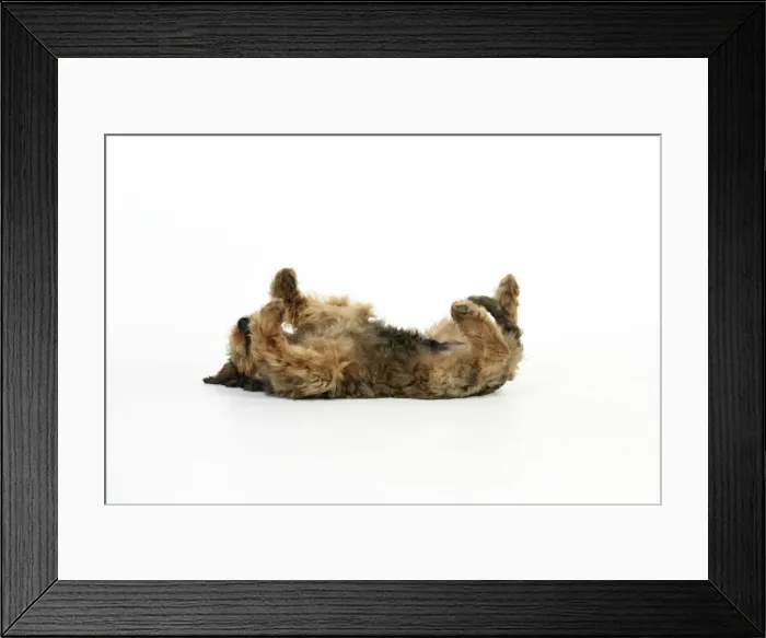 Framed Print : Puppy (Briard) on back with legs in air Framed Print : Puppy (Briard) on back with legs in air