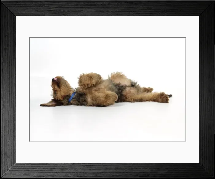 Framed Print : Puppy (Briard) on back with legs in air Framed Print : Puppy (Briard) on back with legs in air