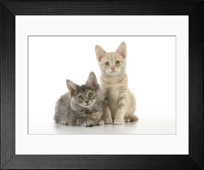 Framed Print : CAT. two kittens Framed Print : CAT. two kittens