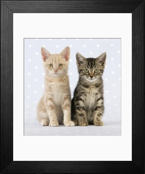 Framed Print : CAT. Tabby kitten with Cream Tabby kitten Framed Print : CAT. Tabby kitten with Cream Tabby kitten