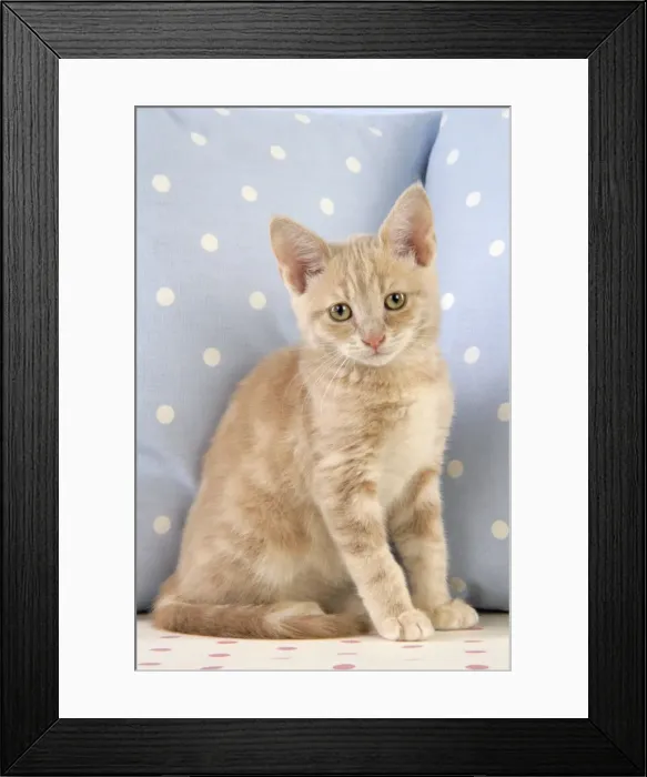 Framed Print : Cat - Cream Tabby kitten