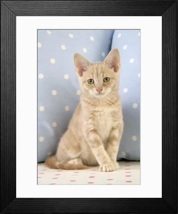Framed Print : Cat - Cream Tabby kitten Framed Print : Cat - Cream Tabby kitten