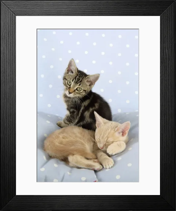 Framed Print : CAT. Tabby kitten with Cream Tabby kitten Framed Print : CAT. Tabby kitten with Cream Tabby kitten