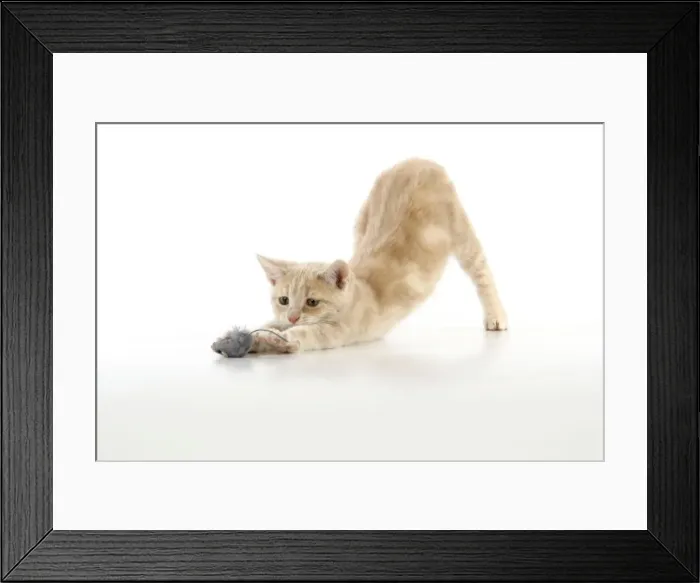 Framed Print : CAT. cream tabby kitten playing with a toy mouse Framed Print : CAT. cream tabby kitten playing with a toy mouse