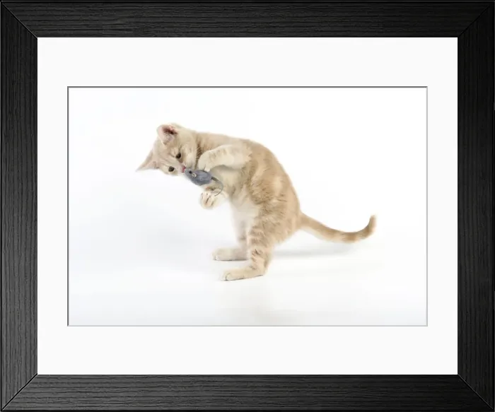 Framed Print : CAT. cream tabby kitten playing with a toy mouse Framed Print : CAT. cream tabby kitten playing with a toy mouse