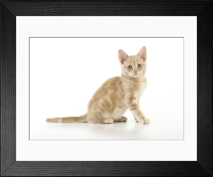 Framed Print : CAT. cream tabby kitten Framed Print : CAT. cream tabby kitten