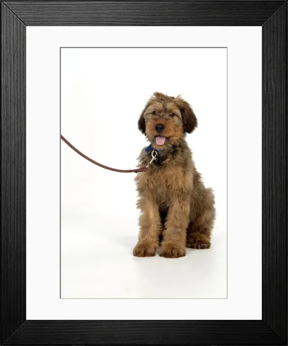 Framed Print : Dog - Briard puppy on a lead