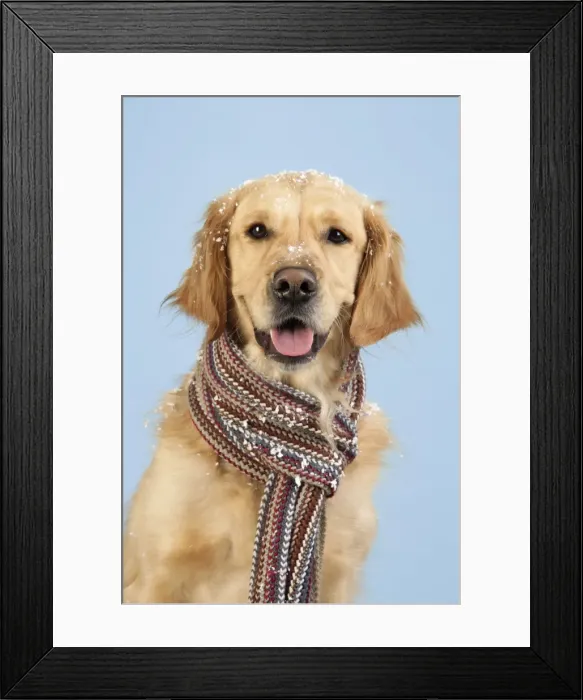 Framed Print : Dog. Golden Retriever wearing scarf in snow Framed Print : Dog. Golden Retriever wearing scarf in snow