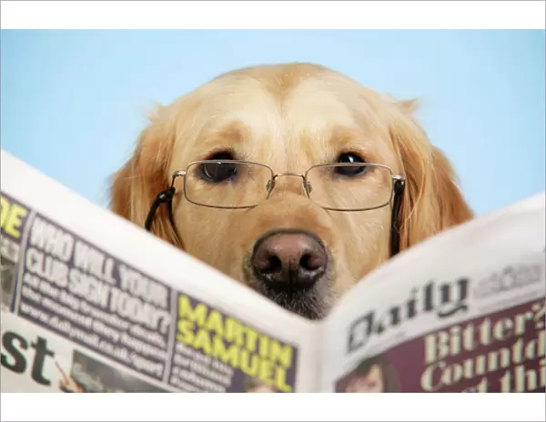 Dog. Golden Retriever reading newspaper wearing glasses