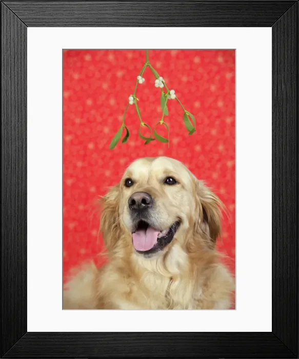 Framed Print : Dog. Golden Retriever in Christmas scene under mistletoe Framed Print : Dog. Golden Retriever in Christmas scene under mistletoe