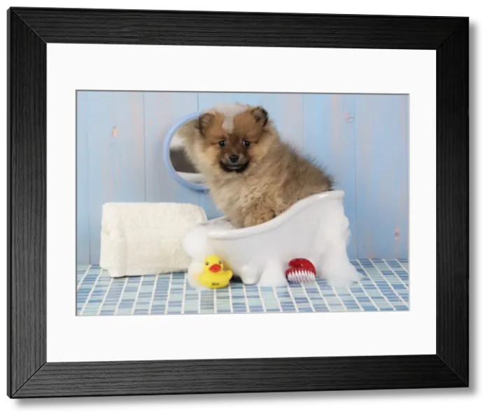 Framed Print : Dog. Pomeranian puppy in bath (10 weeks old) Framed Print : Dog. Pomeranian puppy in bath (10 weeks old)