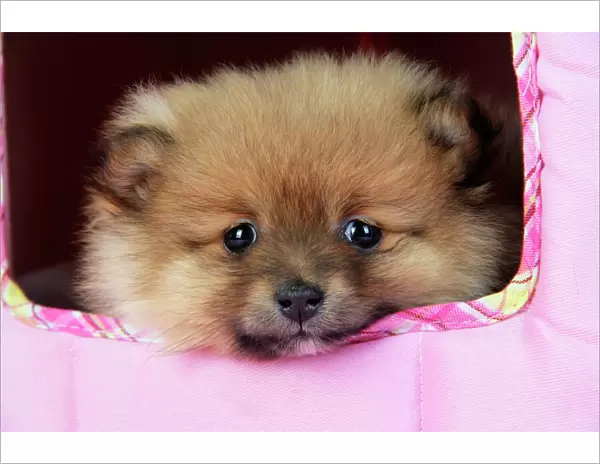 Dog. Pomeranian puppy (10 weeks old)