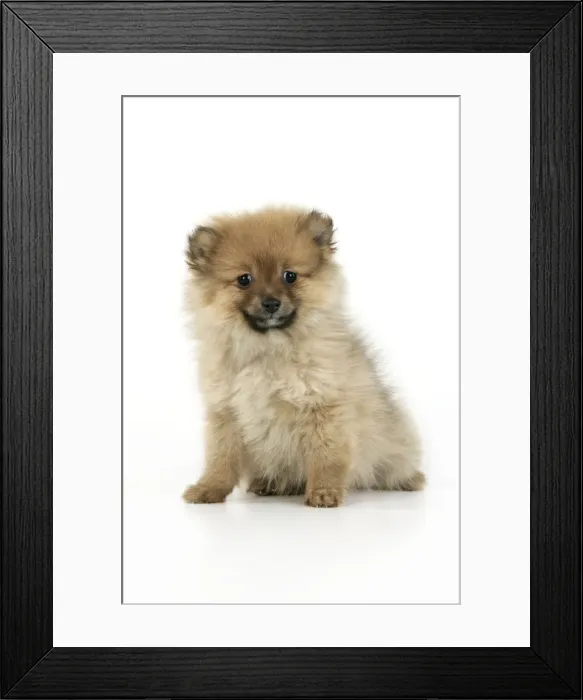 Framed Print : Dog. Pomeranian puppy (10 weeks old) Framed Print : Dog. Pomeranian puppy (10 weeks old)