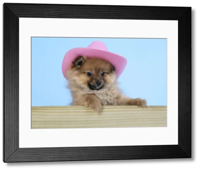 Framed Print : Dog. Pomeranian puppy (10 weeks old) wearing pink hat Framed Print : Dog. Pomeranian puppy (10 weeks old) wearing pink hat