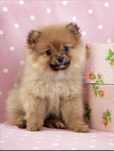 Dog. Pomeranian puppy (10 weeks old) with pink suitcase