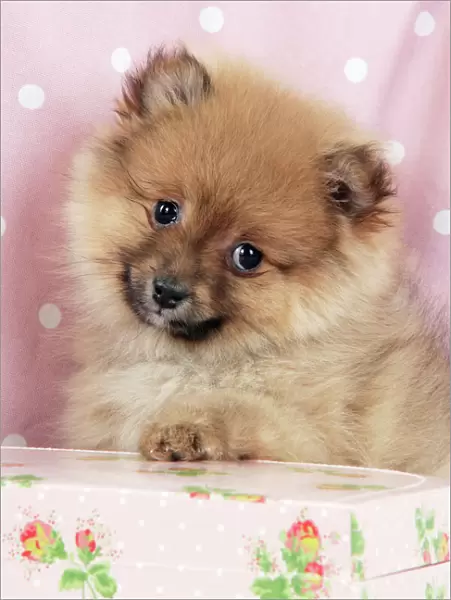 Dog. Pomeranian puppy (10 weeks old) with pink suitcase