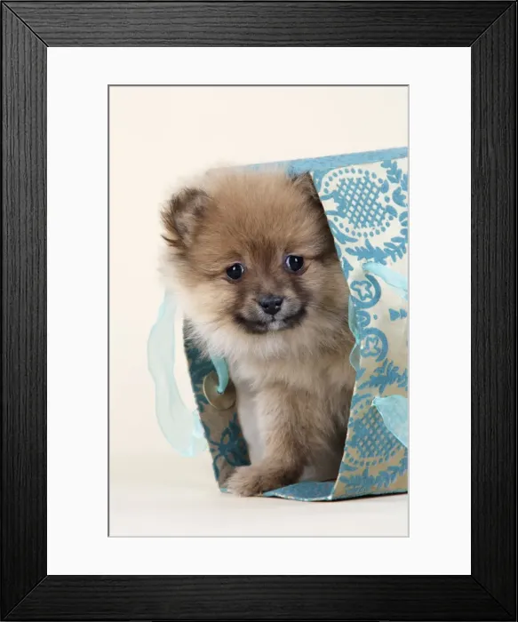 Framed Print : Dog. Pomeranian puppy (10 weeks old) in blue bag Framed Print : Dog. Pomeranian puppy (10 weeks old) in blue bag