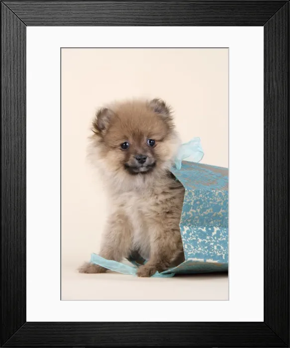 Framed Print : Dog. Pomeranian puppy (10 weeks old) in blue bag Framed Print : Dog. Pomeranian puppy (10 weeks old) in blue bag