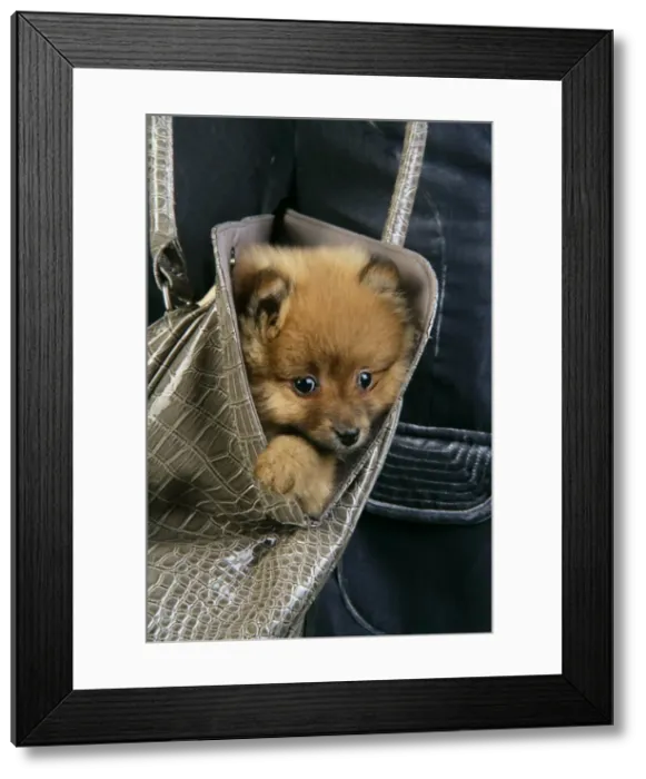 Framed Print : Dog. Pomeranian puppy (10 weeks old) in hand bag Framed Print : Dog. Pomeranian puppy (10 weeks old) in hand bag