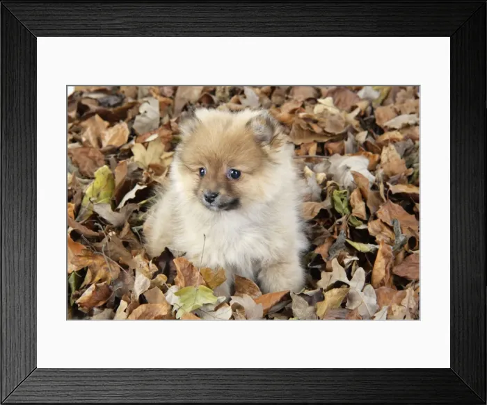 Framed Print : Dog. Pomeranian puppy (10 weeks old) sitting on fallen leaves Framed Print : Dog. Pomeranian puppy (10 weeks old) sitting on fallen leaves