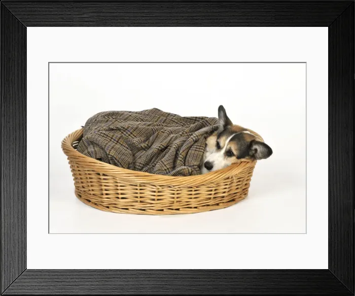 Framed Print : Dog. Ill dog wrapped in a blanket Framed Print : Dog. Ill dog wrapped in a blanket