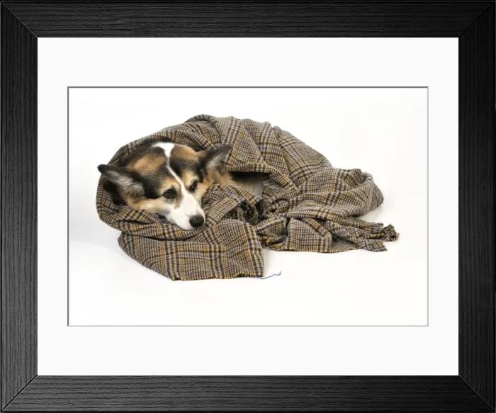 Framed Print : Dog. Ill dog wrapped in a blanket Framed Print : Dog. Ill dog wrapped in a blanket