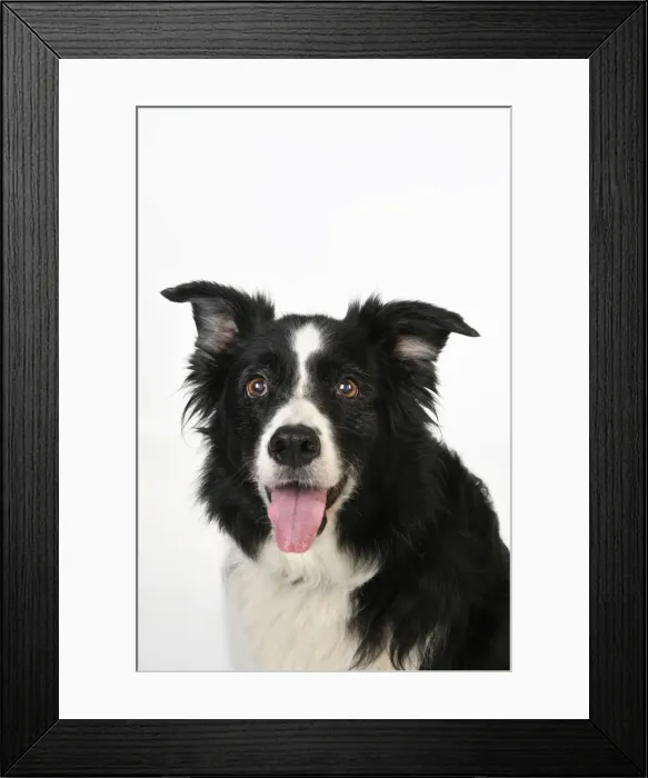 Framed Print : Dog. Older dog looking into lens Framed Print : Dog. Older dog looking into lens