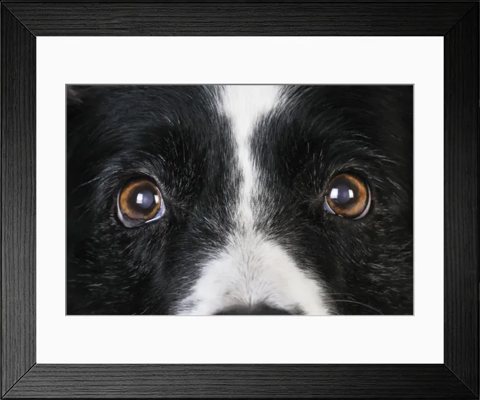 Framed Print : Dog. Older dog looking into lens Framed Print : Dog. Older dog looking into lens