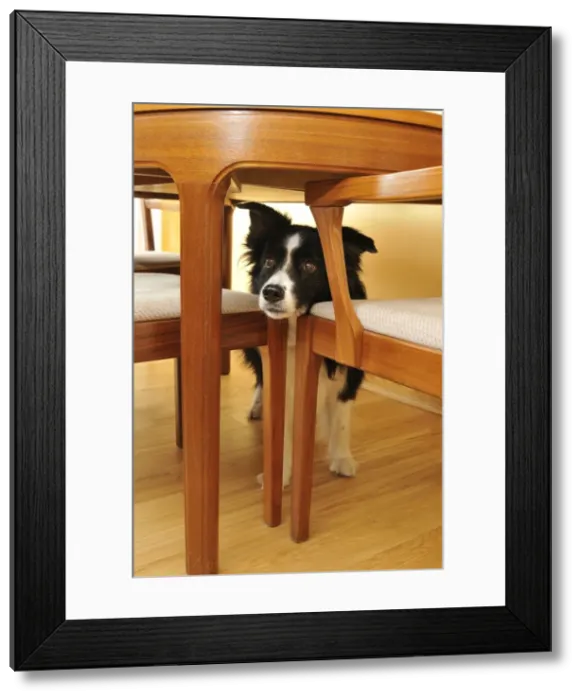 Framed Print : Dog. Older dog trapped behind furniture Framed Print : Dog. Older dog trapped behind furniture