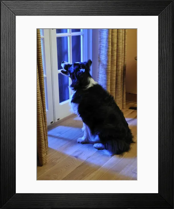 Framed Print : Dog. Older dog watching thunderstorm Framed Print : Dog. Older dog watching thunderstorm