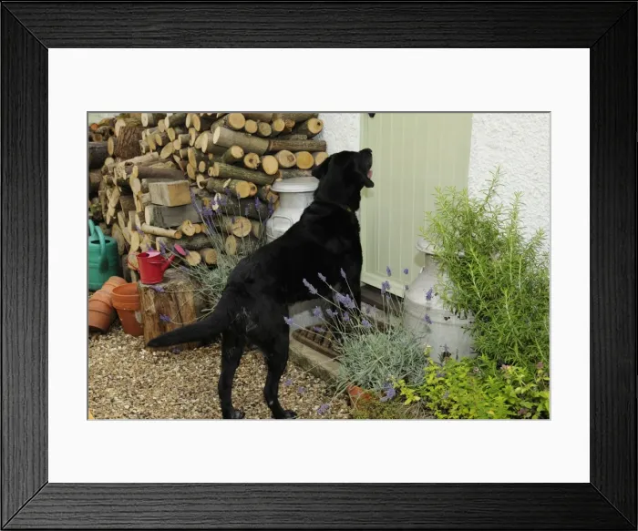 Framed Print : Dog barking at door Framed Print : Dog barking at door