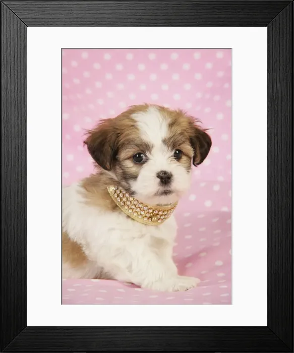 Framed Print : Dog. Teddy bear puppy on pink background Framed Print : Dog. Teddy bear puppy on pink background
