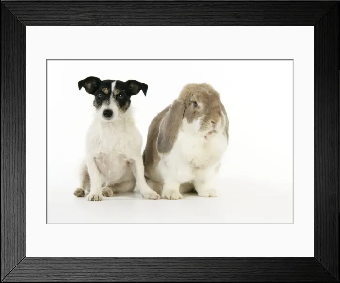 Framed Print : Dog and Rabbit. French lop rabbit with Jack Russell Framed Print : Dog and Rabbit. French lop rabbit with Jack Russell