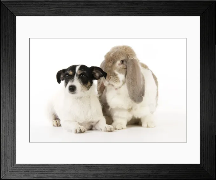 Framed Print : Dog and Rabbit. Giant French lop rabbit with Jack Russell Framed Print : Dog and Rabbit. Giant French lop rabbit with Jack Russell