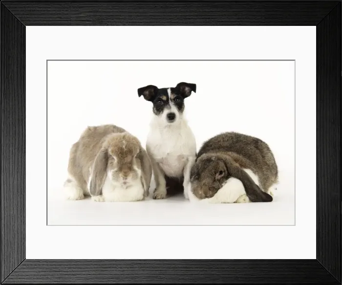 Framed Print : Dog and Rabbit. Giant French lop rabbits with Jack Russell Framed Print : Dog and Rabbit. Giant French lop rabbits with Jack Russell