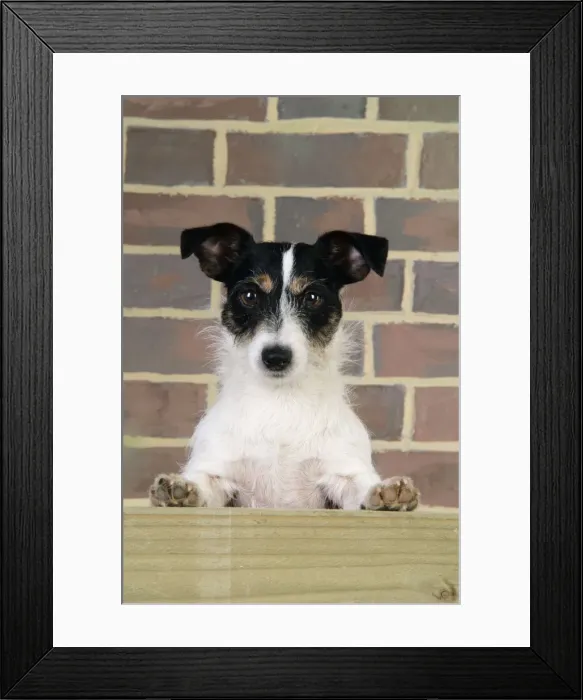 Framed Print : Dog. Jack Russell looking over wooden barrier Framed Print : Dog. Jack Russell looking over wooden barrier