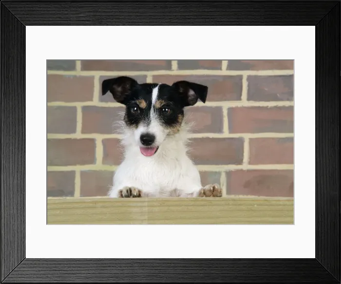Framed Print : Dog. Jack Russell looking over wooden barrier Framed Print : Dog. Jack Russell looking over wooden barrier