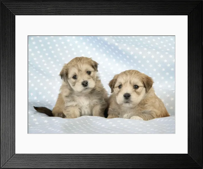 Framed Print : Dog. Teddy bear puppies Framed Print : Dog. Teddy bear puppies