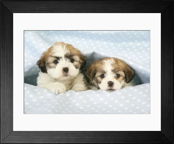 Framed Print : Dog. Teddy bear puppies under blanket Digital Manipulation: replaced head on right with JD-20473 Framed Print : Dog. Teddy bear puppies under blanket Digital Manipulation: replaced head on right with JD-20473