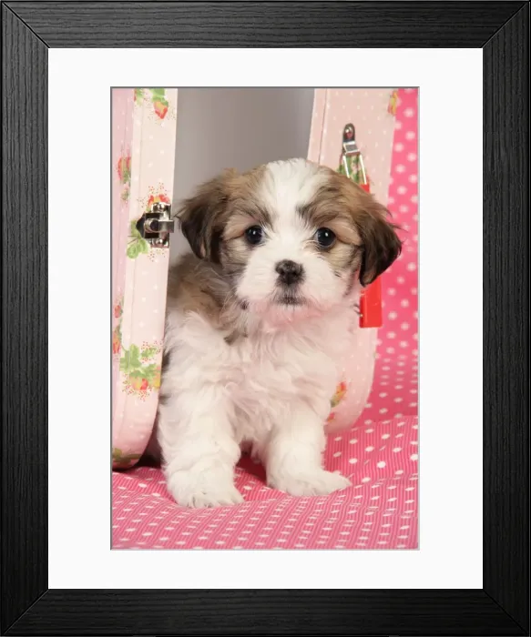 Framed Print : Dog. Teddy bear puppy in pink suitcase Framed Print : Dog. Teddy bear puppy in pink suitcase