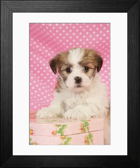 Framed Print : Dog. Teddy bear puppy leaning on pink suitcase Framed Print : Dog. Teddy bear puppy leaning on pink suitcase