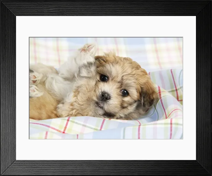 Framed Print : Dog. Teddy bear puppy laying on blanket with paws in air Framed Print : Dog. Teddy bear puppy laying on blanket with paws in air