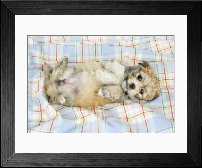 Framed Print : Dog. Teddy bear puppy laying on blanket with paws in air Framed Print : Dog. Teddy bear puppy laying on blanket with paws in air