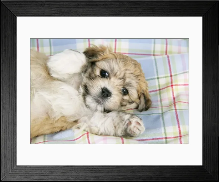 Framed Print : Dog. Teddy bear puppy laying on blanket Framed Print : Dog. Teddy bear puppy laying on blanket