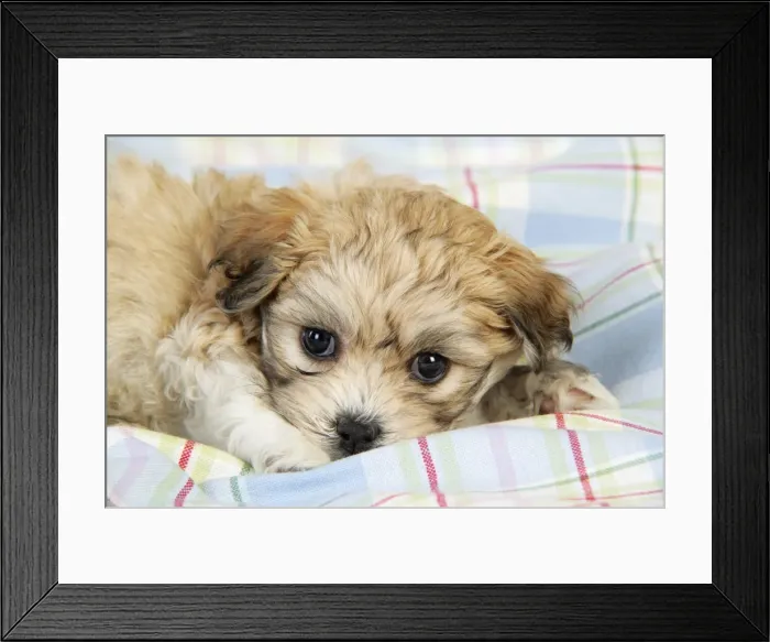 Framed Print : Dog. Teddy bear puppy laying on blanket Framed Print : Dog. Teddy bear puppy laying on blanket
