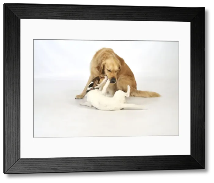 Framed Print : DOG. young dog being submissive to an older dog Framed Print : DOG. young dog being submissive to an older dog
