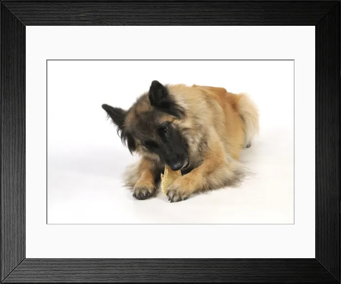 Framed Print : DOG. dog chewing on rawhide Framed Print : DOG. dog chewing on rawhide